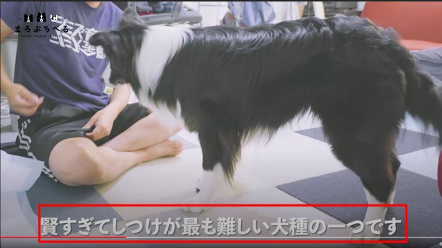 ボーダーコリーは賢すぎてしつけが最も難しい犬種