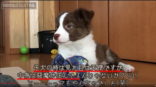 ボーダーコリーは子犬時代が大変