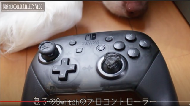 ボーダーコリーが子犬時代に破壊した任天堂switchのコントローラー