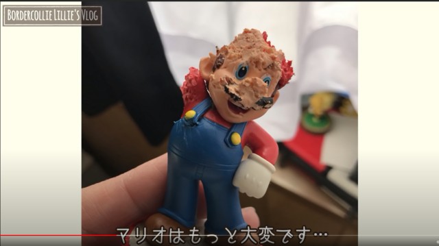ボーダーコリーが子犬時代に破壊したスーパーマリオの人形