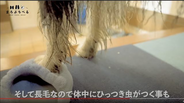 長毛なので体中にひっつき虫がつくこともある