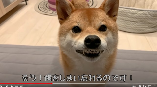 興奮すると歯をしまい忘れる柴犬