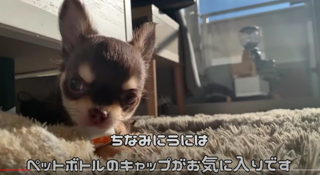YouTubeに投稿されている笑えてかわいいチワワの癒し動画10選