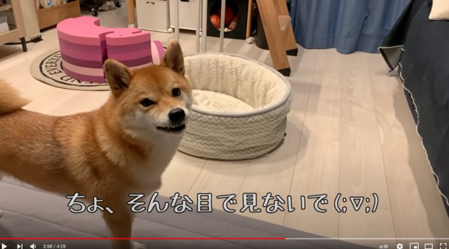 投稿者のいたずらに抗議しているかのような柴犬の表情