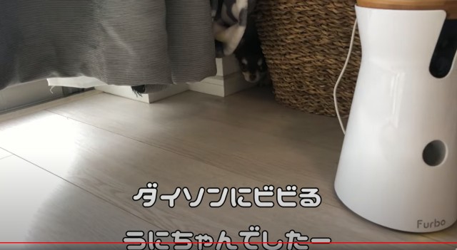 YouTubeに投稿されている笑えてかわいいチワワの癒し動画10選①うにちゃん