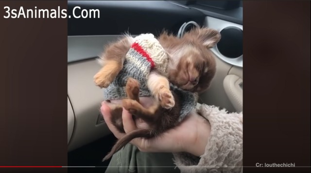 YouTubeに投稿されている笑えてかわいいチワワの癒し動画10選