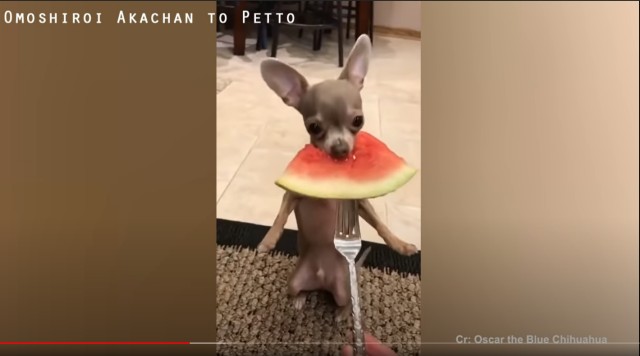 YouTubeに投稿されている笑えてかわいいチワワの癒し動画10選③