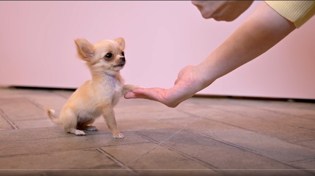 YouTubeに投稿されている笑えてかわいいチワワの癒し動画10選④
