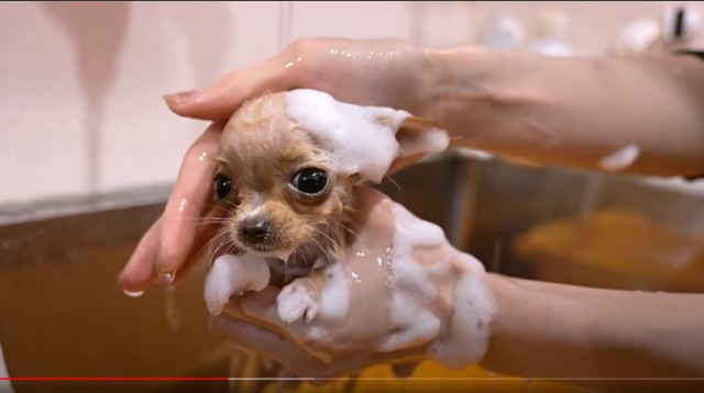 YouTubeに投稿されている笑えてかわいいチワワの癒し動画10選④
