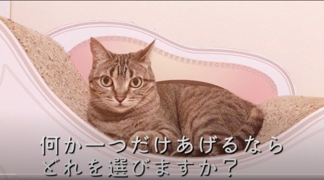 あなたの目の前にかわいい猫がいます。何か一つだけあげるならどれを選びますか?