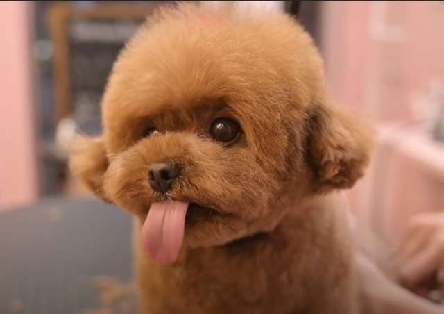 ヘアカットがかわいいトイプードル