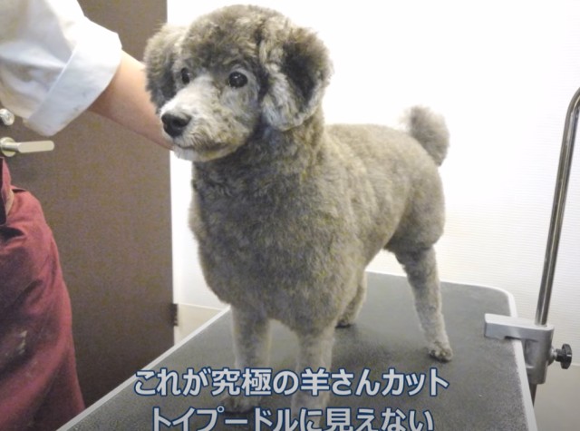 羊にしか見えないトイプードルのヘアカット