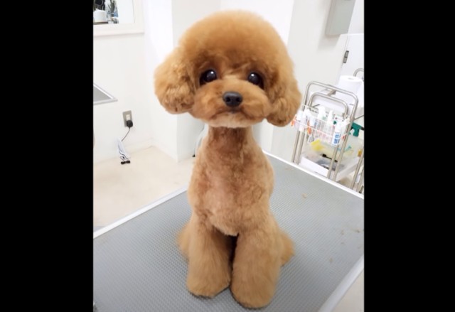 カットがかわいいトイプードル