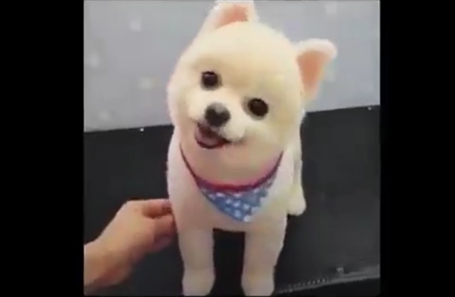 ヘアカットがかわいい白ポメラニアン
