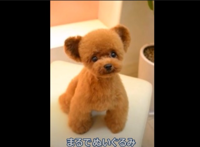 テディベアのようなヘアカットがかわいいトイプードル