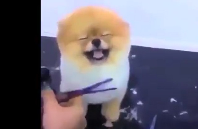 ヘアカットがかわいいポメラニアン