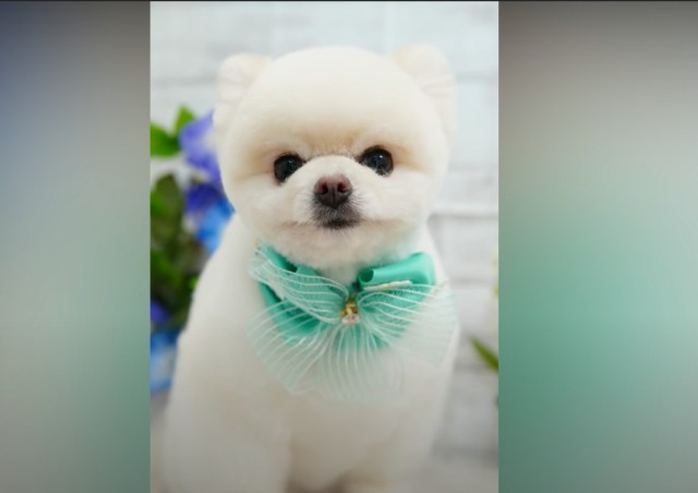 カワイイ犬のヘアカット動画6選 画像特集 カワイイ犬のヘアカット動画6選 画像特集