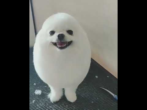 カワイイ犬のヘアカット動画6選 画像特集 カワイイ犬のヘアカット動画6選 画像特集